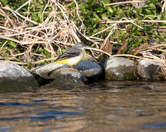 Motacilla cinerea cinerea
