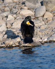Phalacrocorax carbo hanedae