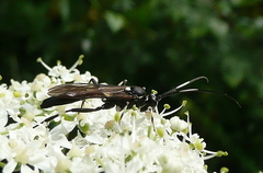 Achaius oratorius
