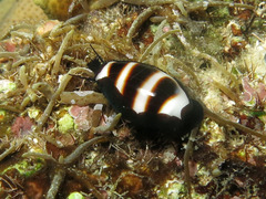 Palmadusta asellus