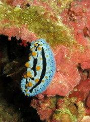 Phyllidia coelestis