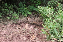 Pterorhinus sannio
