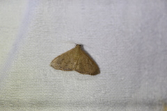 Hyalobathra