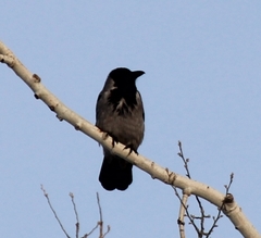 Corvus cornix