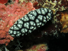 Phyllidiella pustulosa