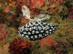 Phyllidiella pustulosa