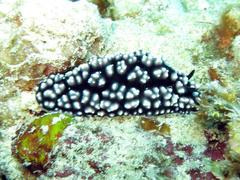 Phyllidiella pustulosa