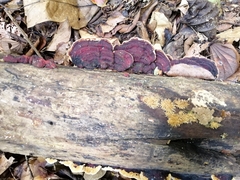 Earliella