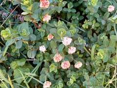 Pimelea ligustrina