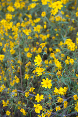 Helianthus porteri
