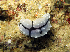Phyllidiopsis shireenae