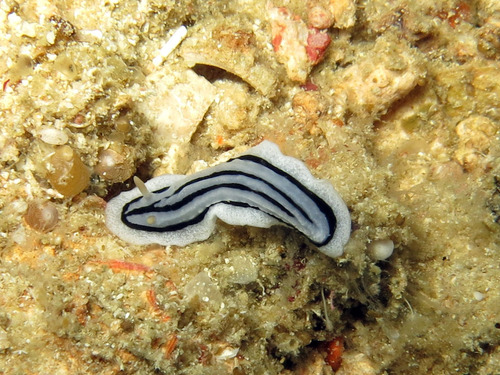 Striped Phyllidiopsis