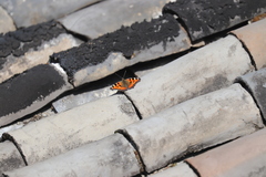 Aglais urticae chinensis