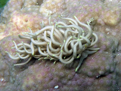 Phyllodesmium briareum