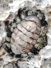 Acanthopleura