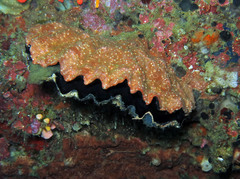 Pinctada margaritifera