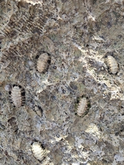 Acanthopleura