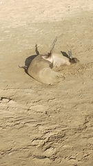 Arctocephalus australis