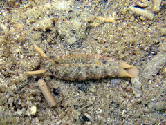 Plakobranchus ocellatus