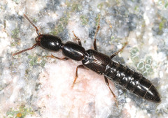 Xantholinus longiventris