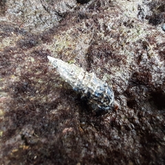 Cerithium vulgatum