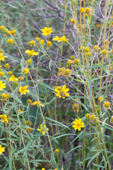 Helianthus porteri