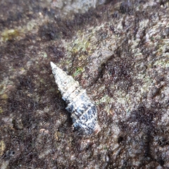 Cerithium vulgatum