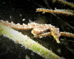 Hippocampus breviceps