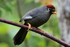 Pterorhinus mitratus