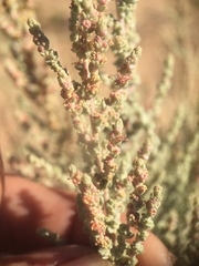 Atriplex julacea