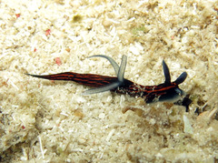 Roboastra gracilis
