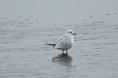 Chroicocephalus ridibundus