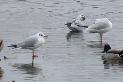 Chroicocephalus ridibundus