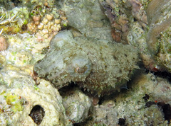 Sepia bandensis
