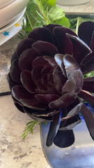 Aeonium arboreum