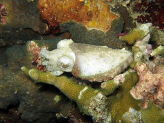 Sepia bandensis