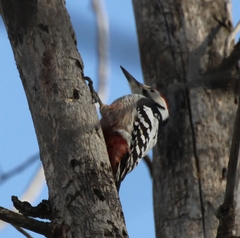 Dendrocopos leucotos