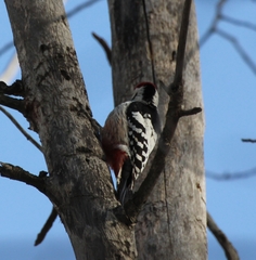 Dendrocopos leucotos