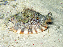 Euprotomus aurisdianae