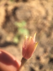 Zephyranthes longifolia