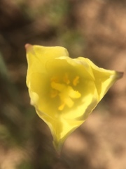 Zephyranthes longifolia