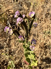 Phacelia grandiflora