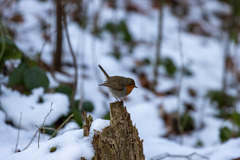 Erithacus rubecula rubecula