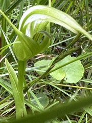 Pterostylis falcata