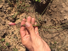 Zephyranthes longifolia