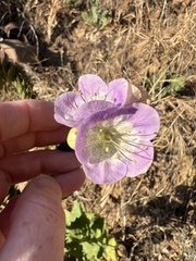 Phacelia grandiflora