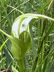 Pterostylis falcata