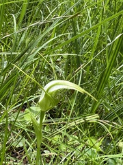Pterostylis falcata