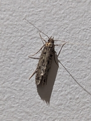 Hofmannophila pseudospretella