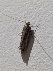Hofmannophila pseudospretella